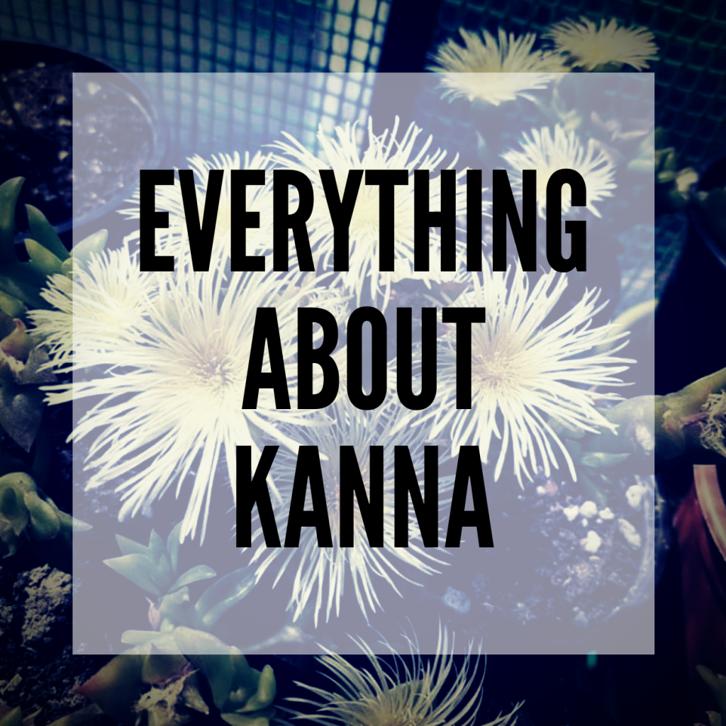 everything you need to know about kanna - smartific blog post - kanna guide