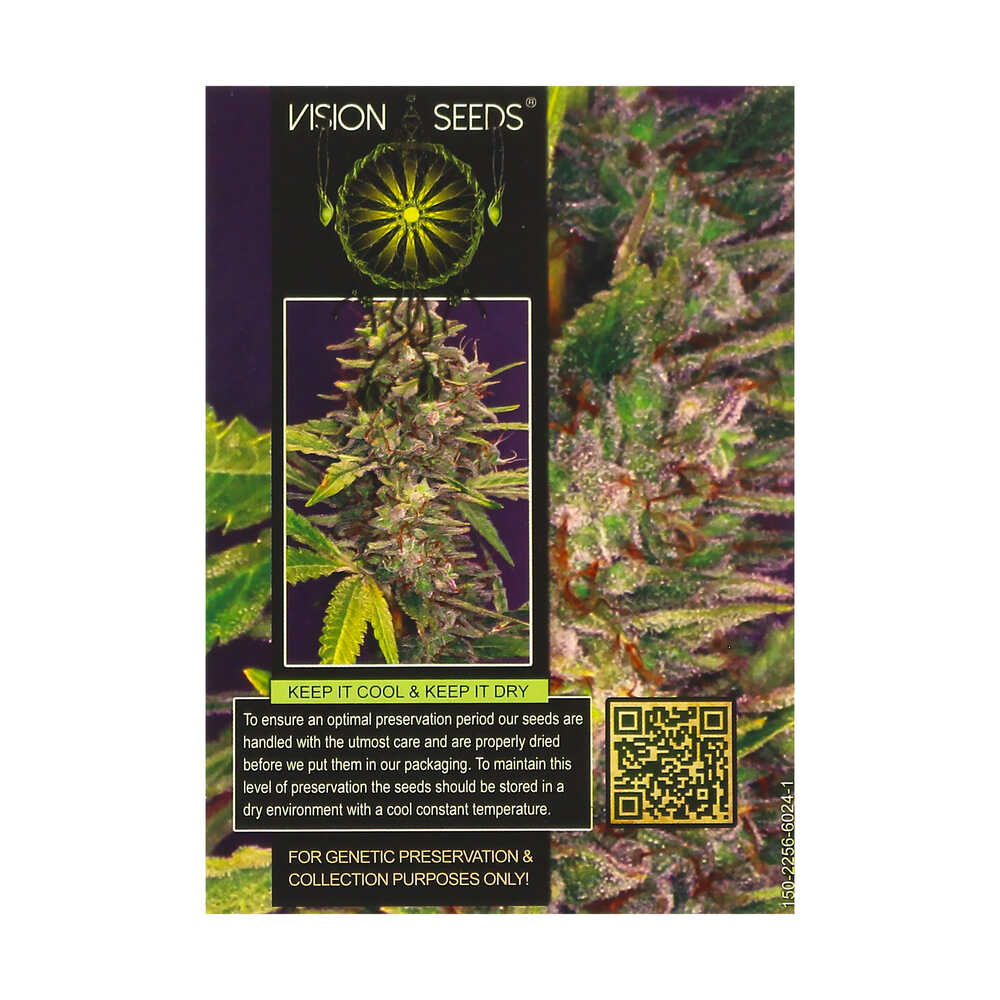 ? Vision Seeds Feminized Cannabis Seeds BRAINKILLER HAZE Smartific 2014230/2014229