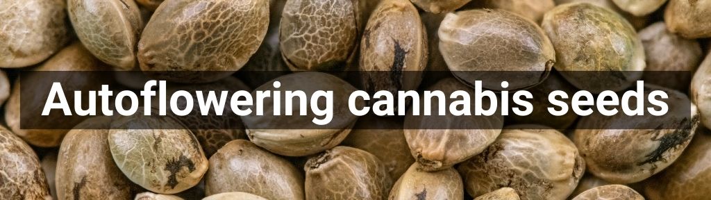 ✅ All high-quality Autoflowering cannabis seeds from Smartific.com