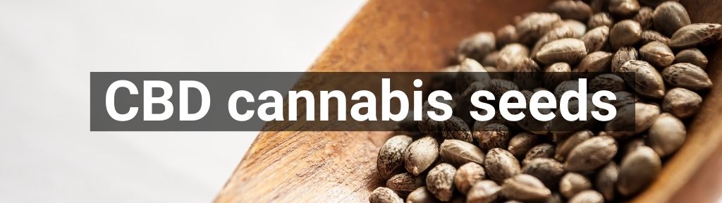 ✅ All high-quality CBD cannabis seeds from Smartific.com