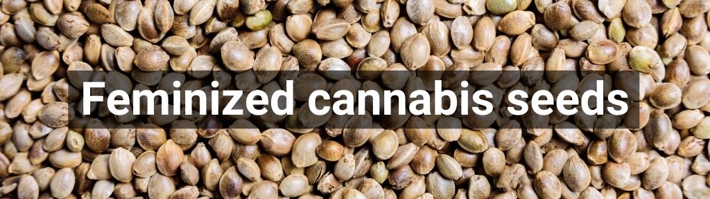 ✅ All high-quality Feminized cannabis seeds from Smartific.com