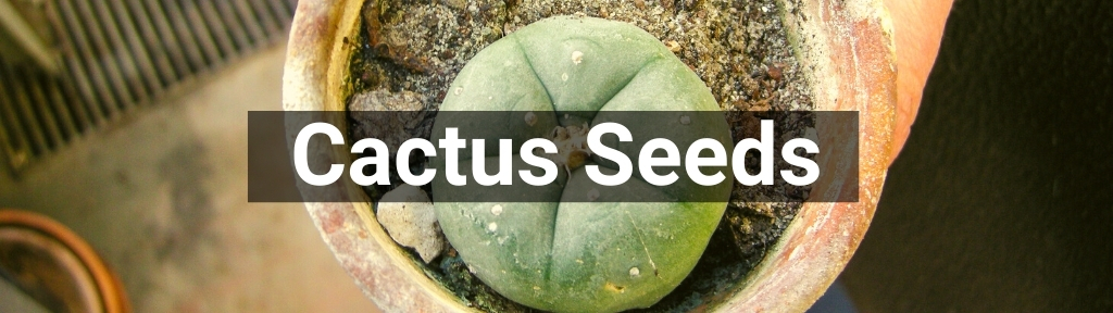 ✅ All high-quality Cactus Seeds from Smartific.com