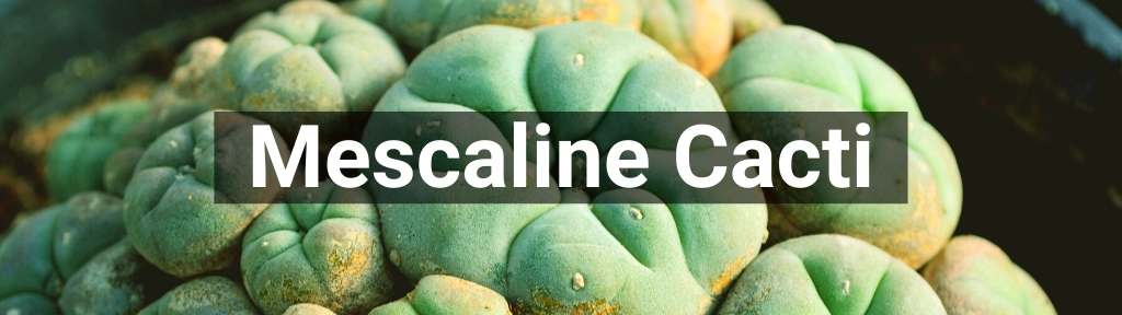 ✅ All high-quality Mescaline Cacti from Smartific.com