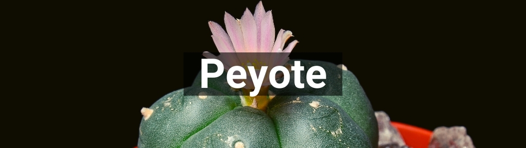 ✅ All high-quality Peyote from Smartific.com