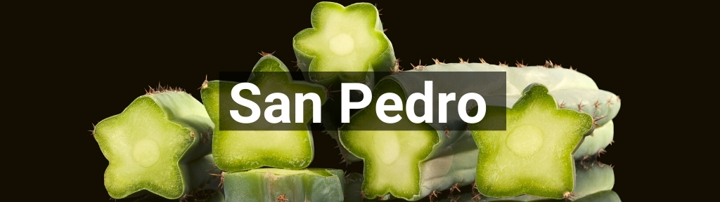 ✅ All high-quality San Pedro from Smartific.com