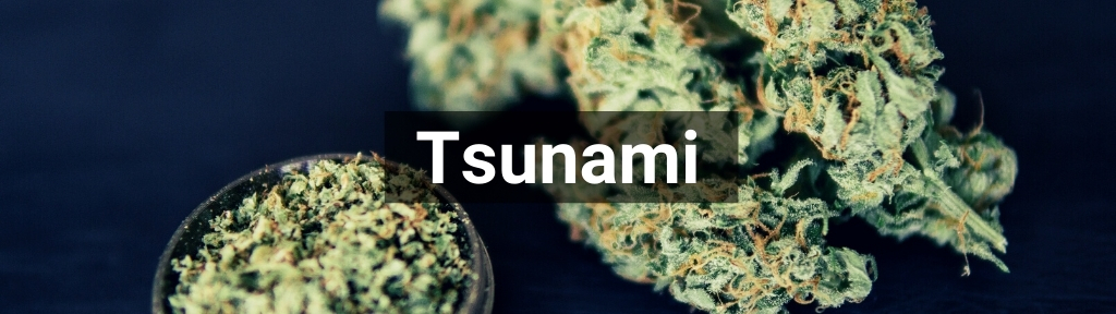 ✅ All high-quality Tsunami products from Smartific.com