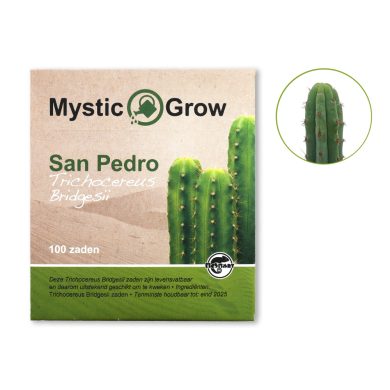 Bridgesii 100 seeds front view + contents McMystic