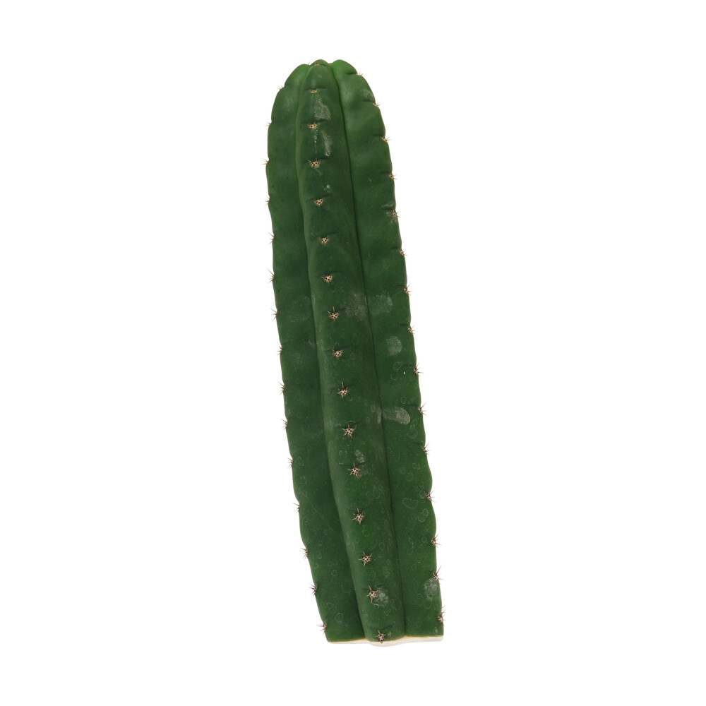 ? San Pedro Pachanoi Cactus Cutting (25cm) Smartific 60011 mcs