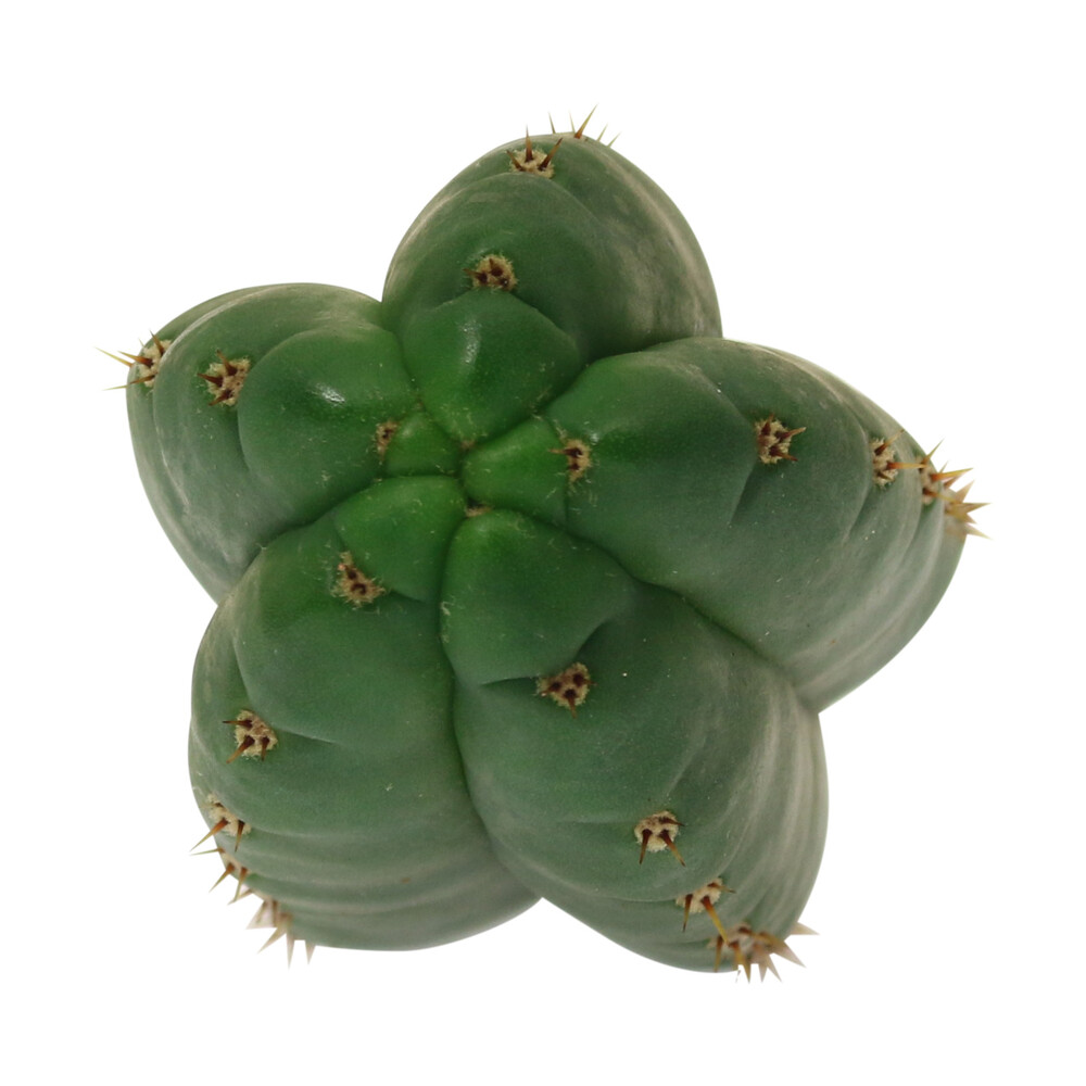 ? San Pedro Pachanoi Cactus Cutting (25cm) Smartific 60011 mcs
