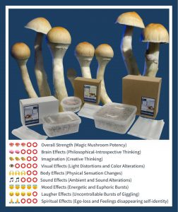 The Best Magic Mushroom Grow Kits | Grow Psychedelic Mushrooms!