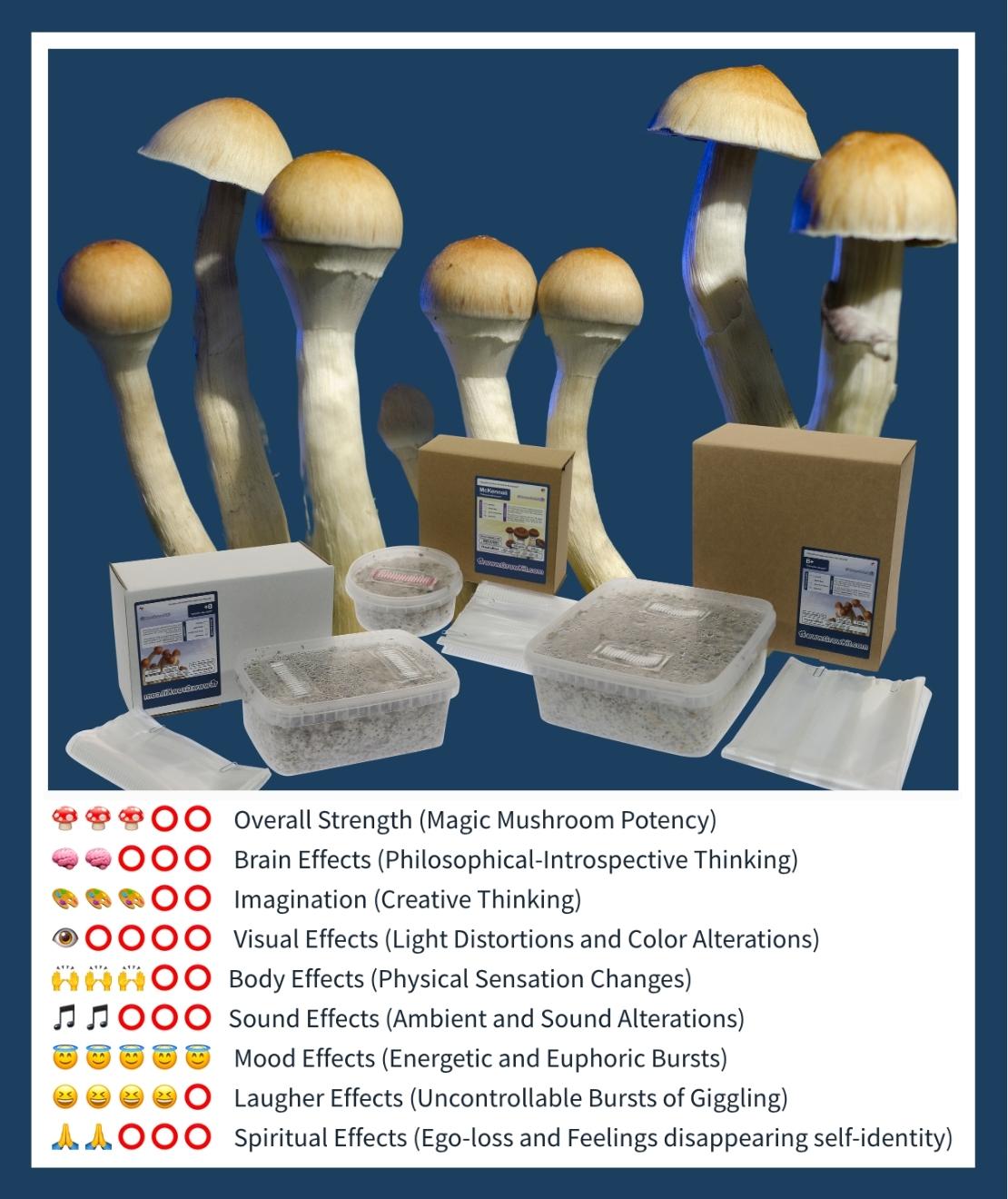 The best Magic Mushroom Grow Kits Grow psychedelic mushrooms!