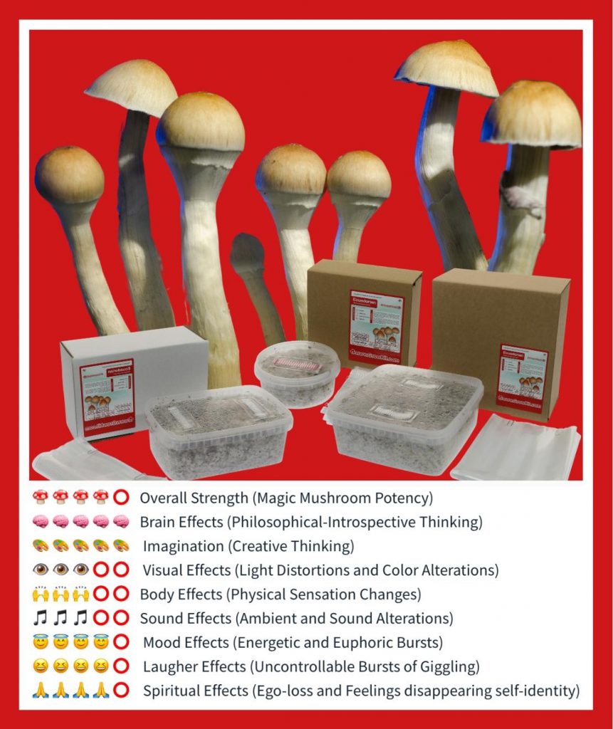 The best Magic Mushroom Grow Kits | Grow psychedelic mushrooms!