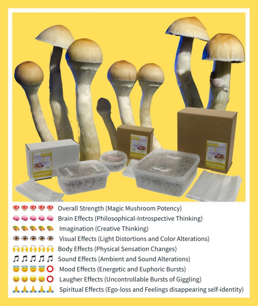 The Best Magic Mushroom Grow Kits | Grow Psychedelic Mushrooms!