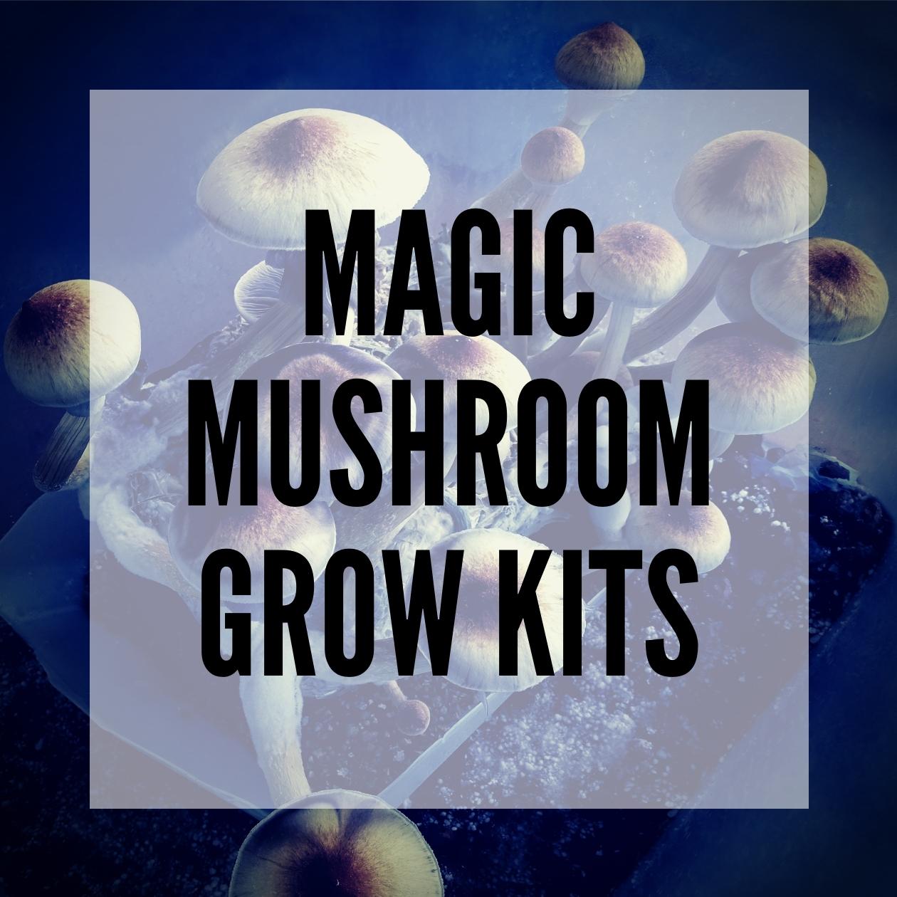 magic mushroom grow kits everything you need to know about smartific blog