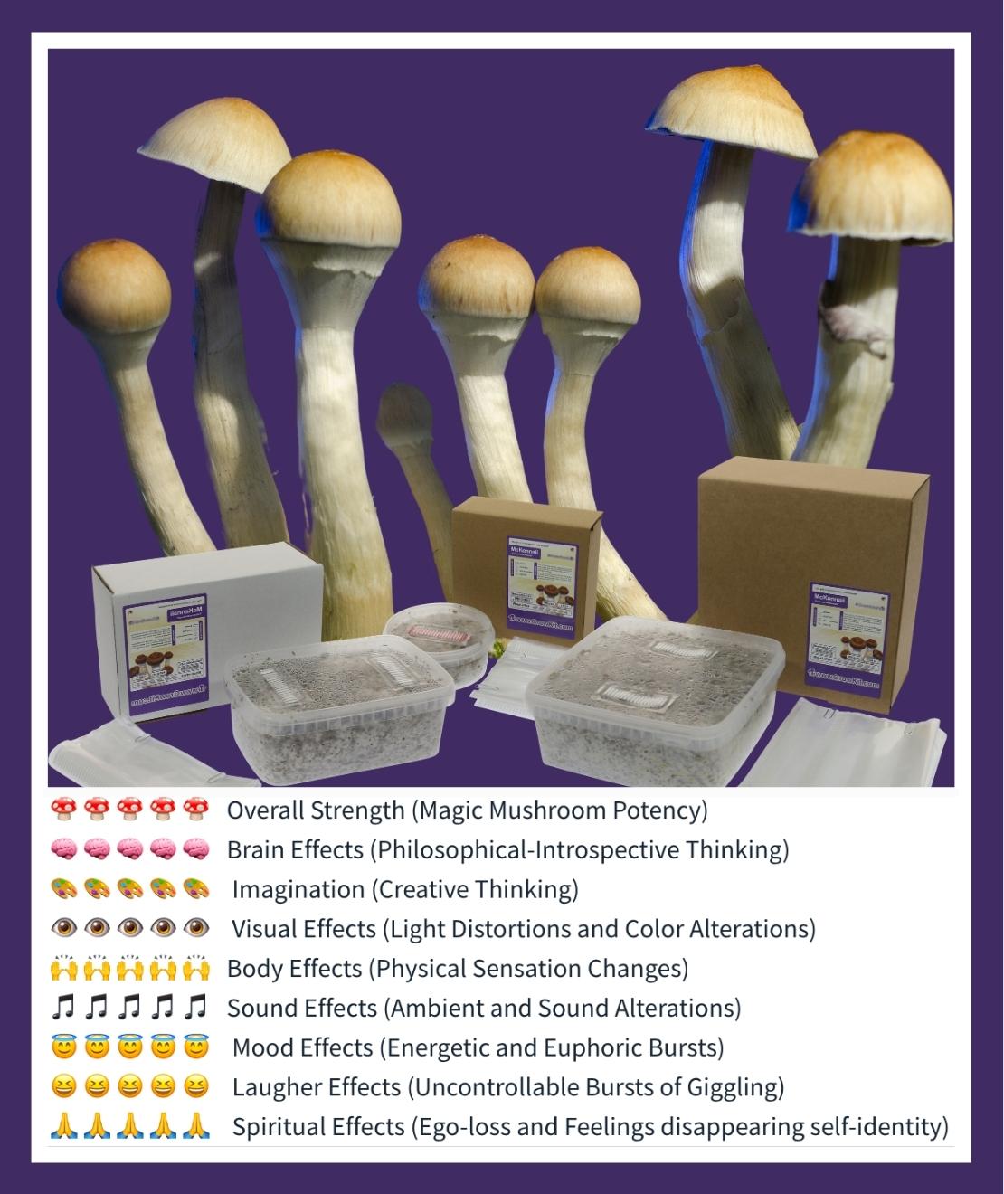 The best Magic Mushroom Grow Kits Grow psychedelic mushrooms!