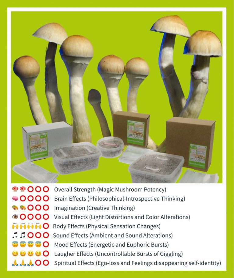 The best Magic Mushroom Grow Kits Grow psychedelic mushrooms!