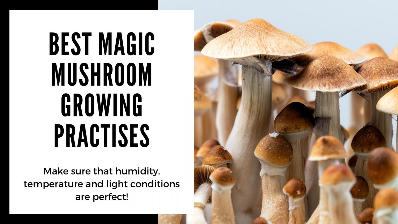 Magic mushroom growing kit - everything you need to know about grow ...