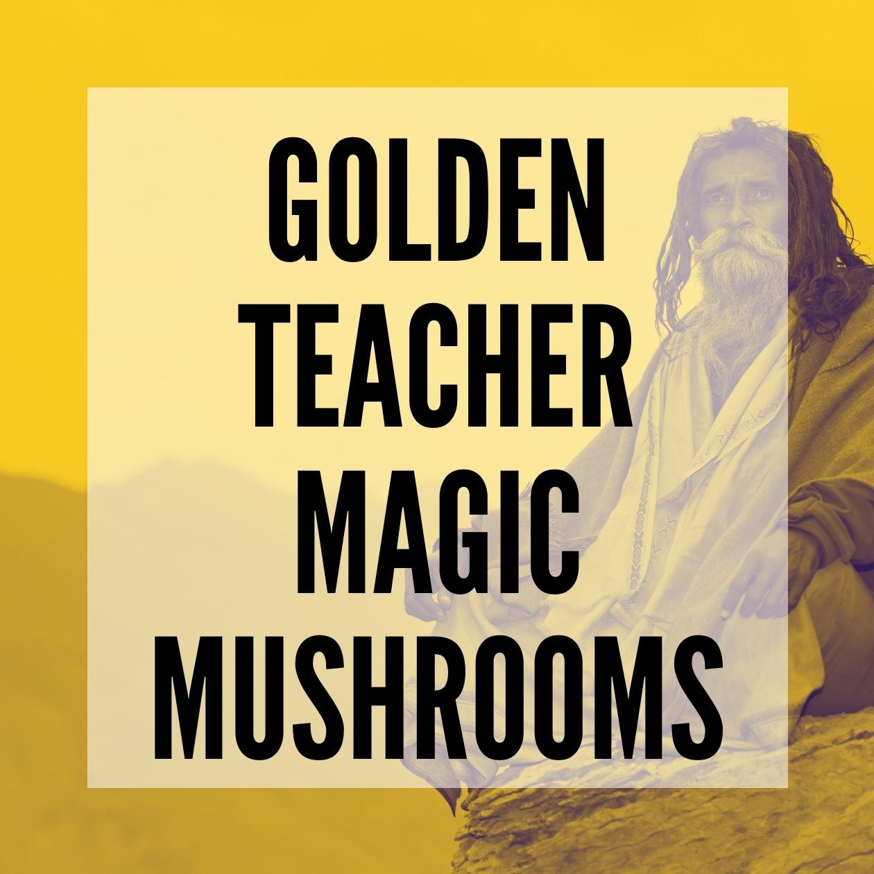 Golden teacher magic mushrooms