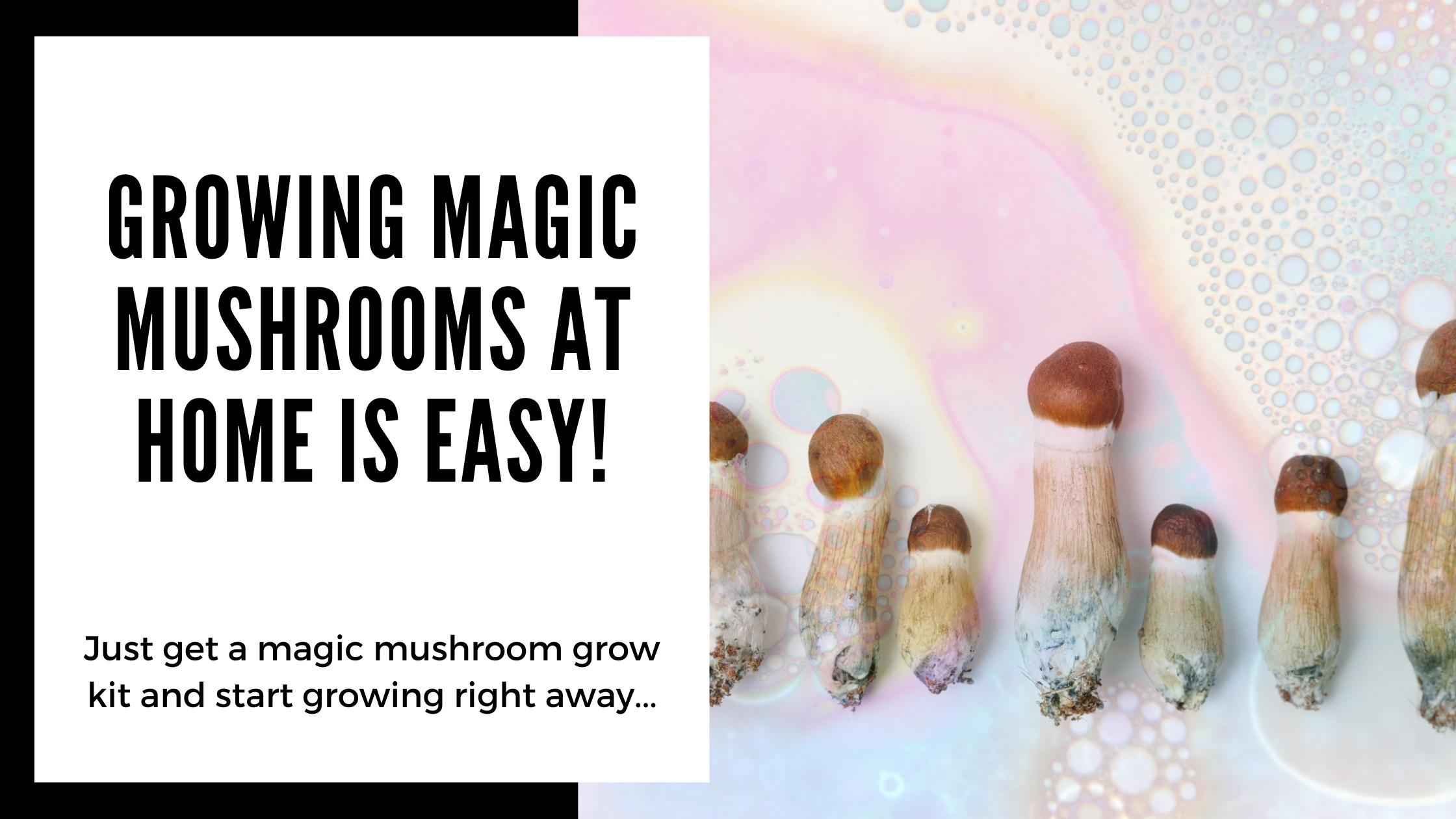 Magic Mushroom Grow Kit to grow magic mushrooms at home