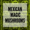Mexican magic mushrooms