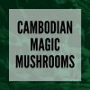 cambodian magic mushrooms