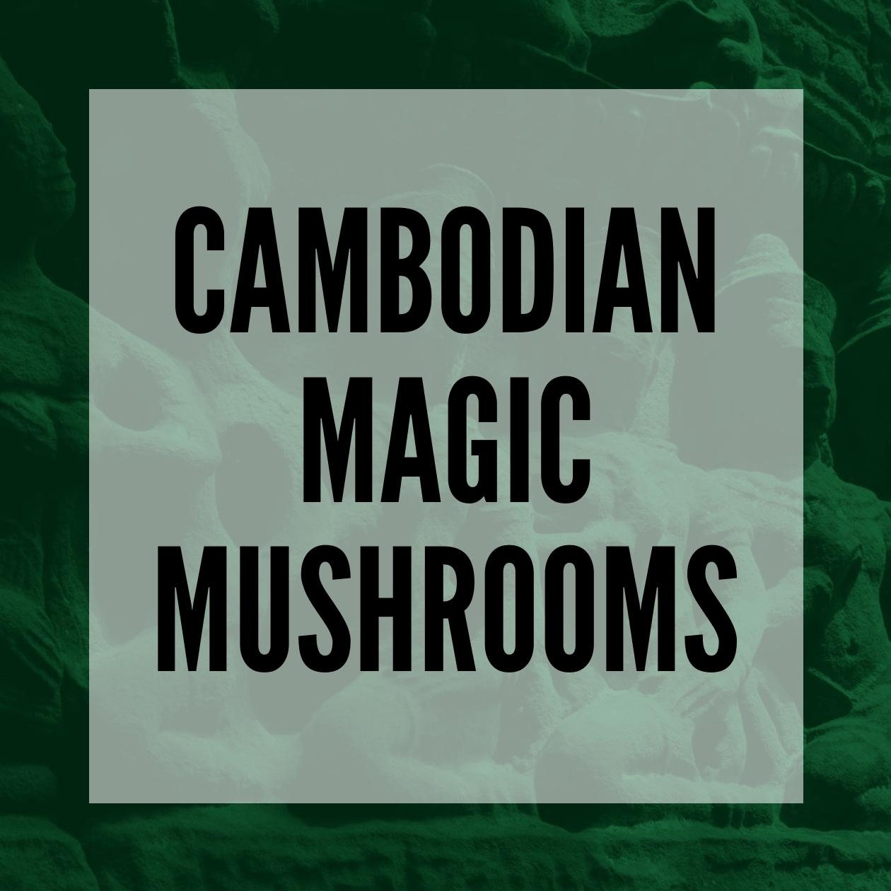 cambodian magic mushrooms