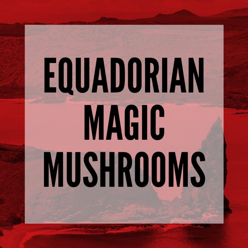 equadorian magic mushrooms