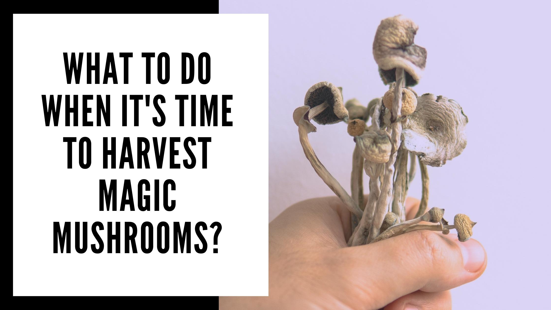 when you should harvest your Magic Mushrooms from the Grow Kit