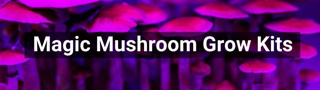 Golde Superwhisk + Shroom Kit - Multicolor - 7 requests