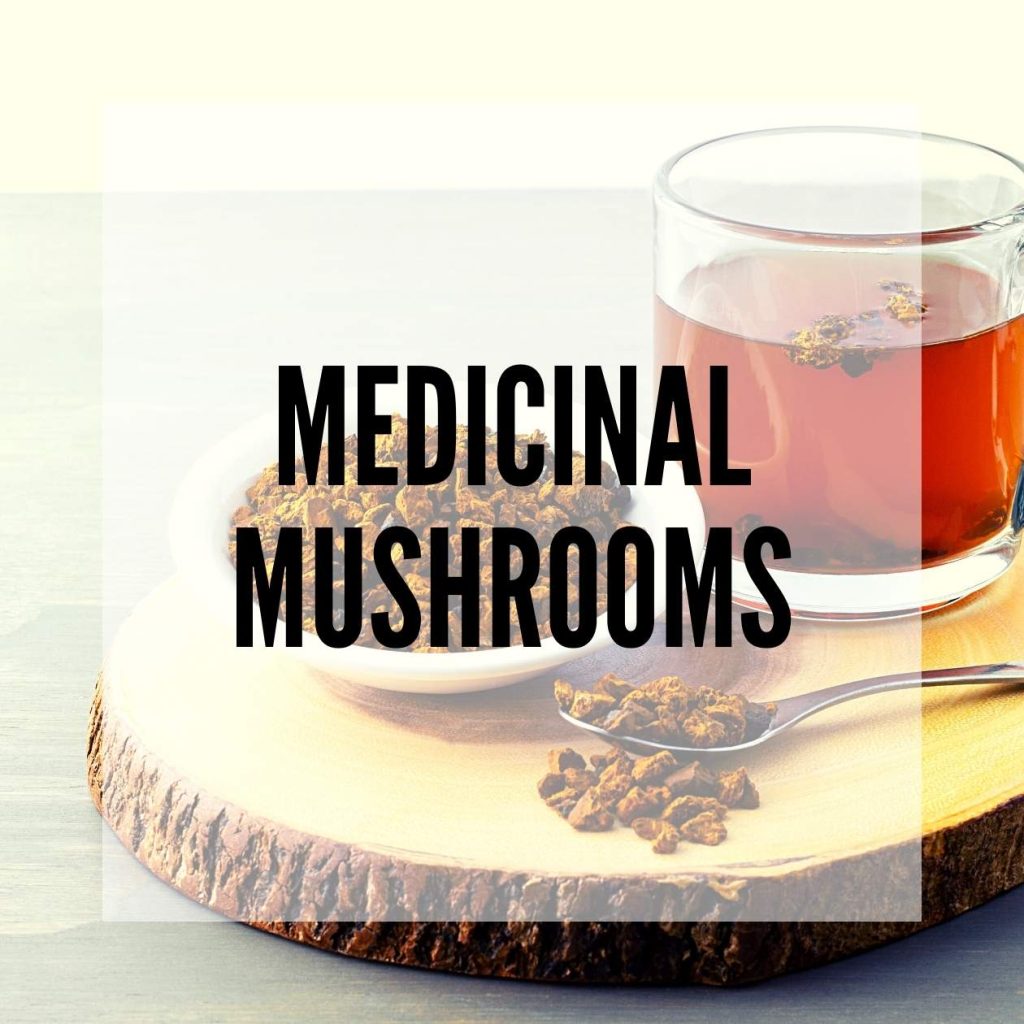 Medicinal mushrooms blog thumbnail