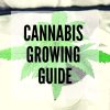 cannabis Growing guide blog post thumbnail