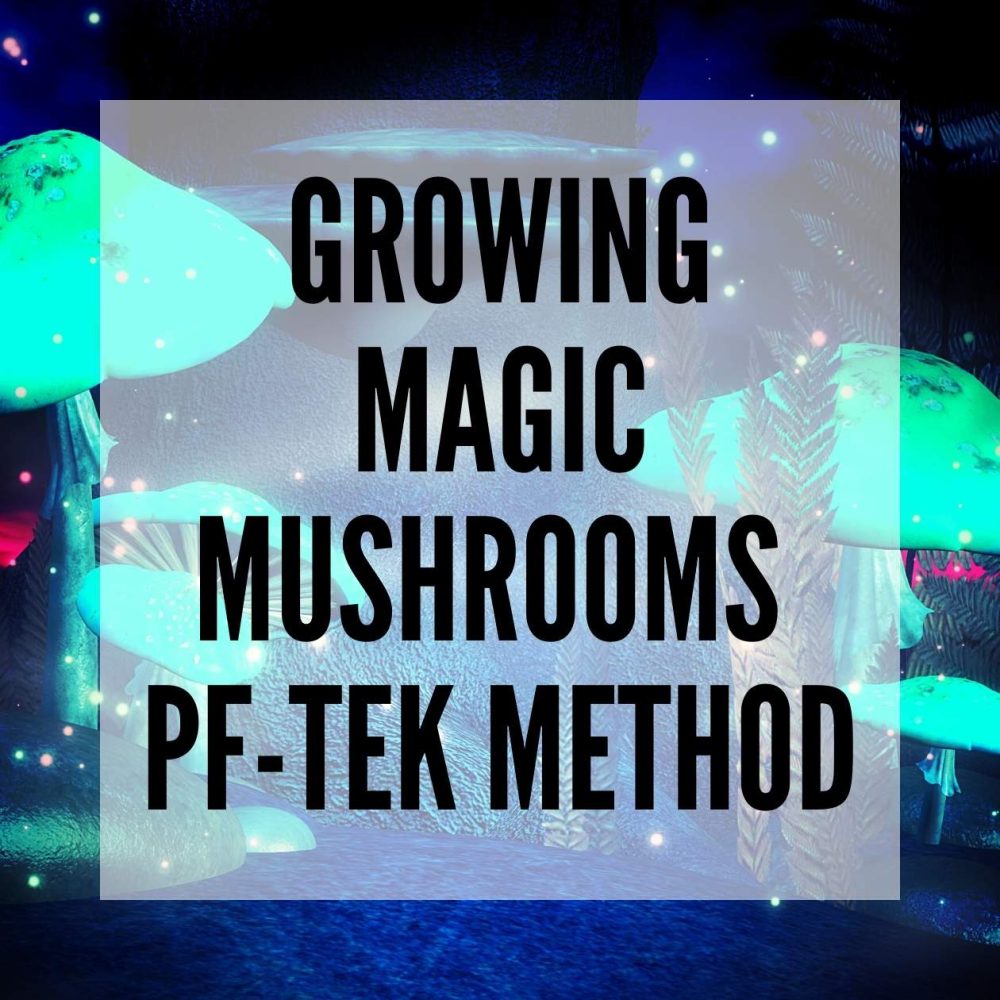 Growing magic mushrooms PF-TEK method blog post thumbnail
