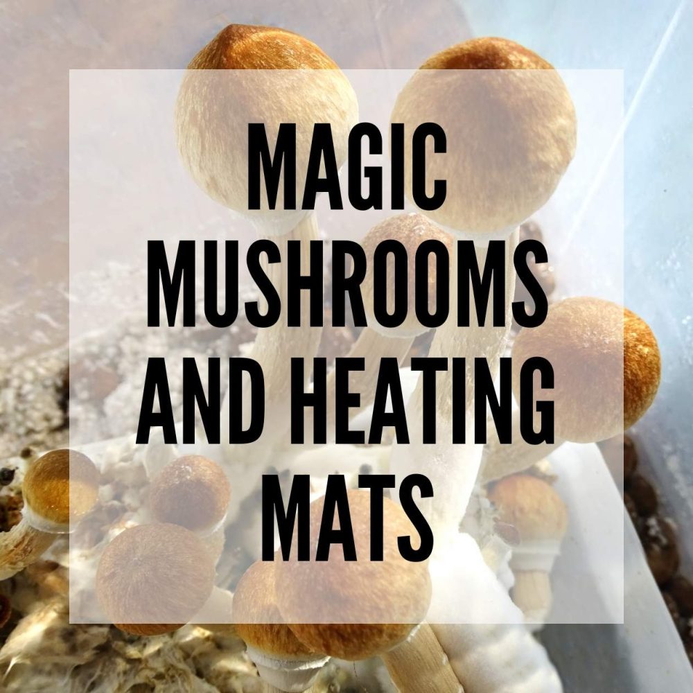 magic mushrooms and heating mats