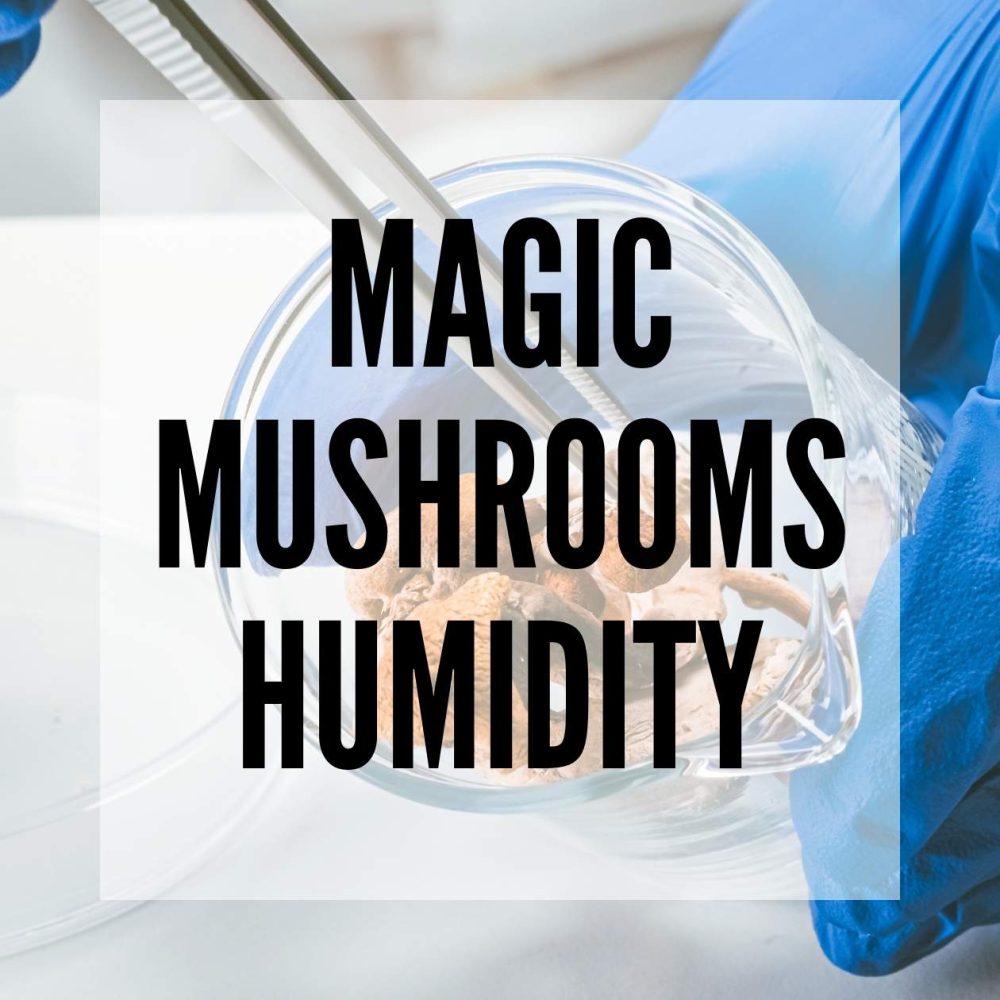 magic mushrooms humidity