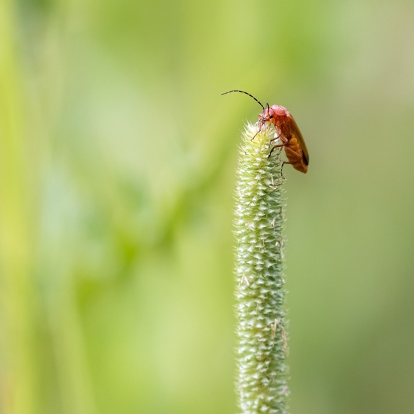 The secrets of Spanish fly: myth vs reality