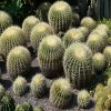 The wonders of mescaline cacti in spiritual and recreational use