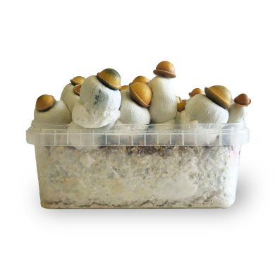 Marshmallow Shrooms Growkit - Smartific