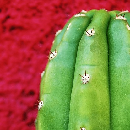 Preparing San Pedro cactus