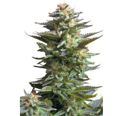 Amnesia Haze Whole Plant Front View Royal Queen Seeds