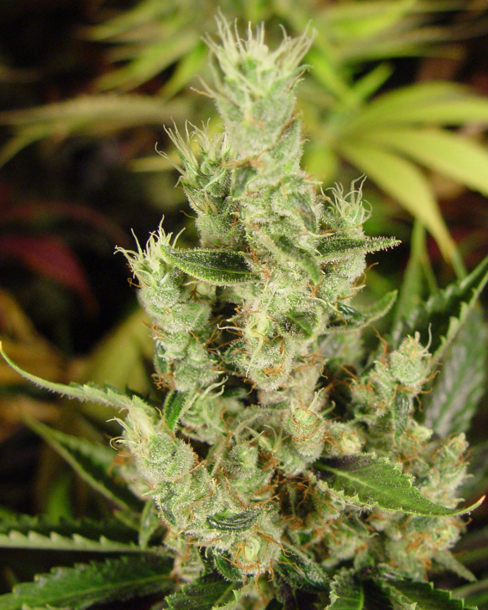 Amnesia Haze Autoflower Soma Seeds whole plant Front View