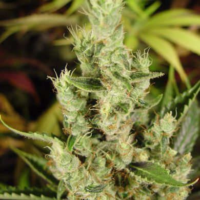 Amnesia Haze Autoflower Soma Seeds whole plant Front View