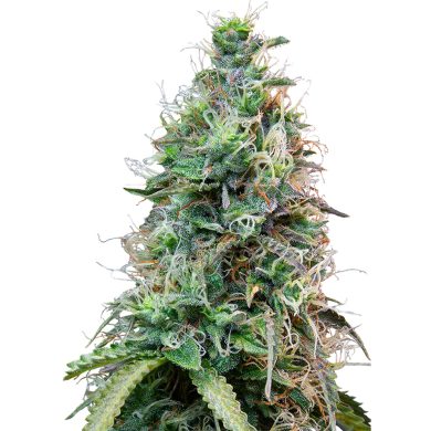 Amnesia Haze Automatic Whole Plant Front View Royal Queen Seeds