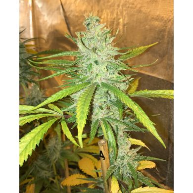 Amnesia Haze Soma Seeds whole plant Front View