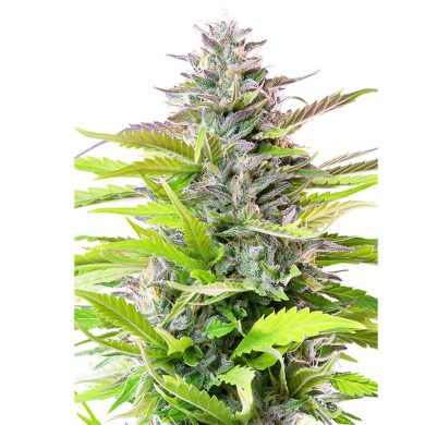 Cookies Gelato Plant Front View Royal Queen Seeds