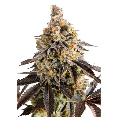 Cookies Gelato Automatic Plant Front View Royal Queen Seeds