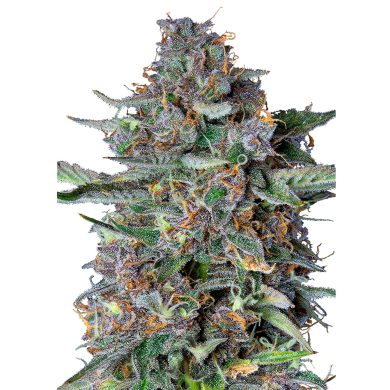 Do-Si-Dos Automatic Whole Plant Front View Royal Queen Seeds