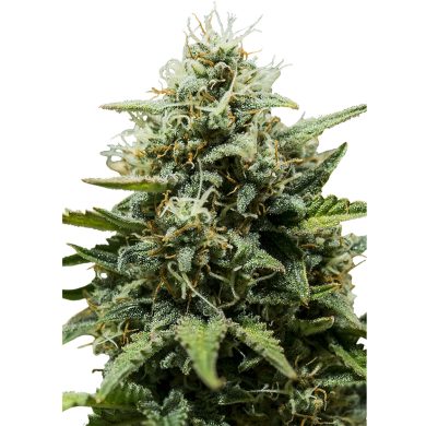 Fat Banana Automatic Whole Plant Front View Royal Queen Seeds