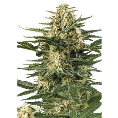 Green Gelato Automatic Whole Plant Front View Royal Queen Seeds