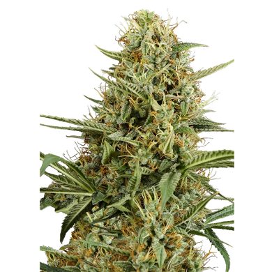 Hulkberry Automatic Whole Plant Front View Royal Queen Seeds