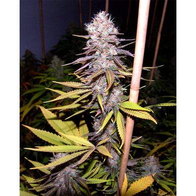 Lavender Soma Seeds whole plant Front View